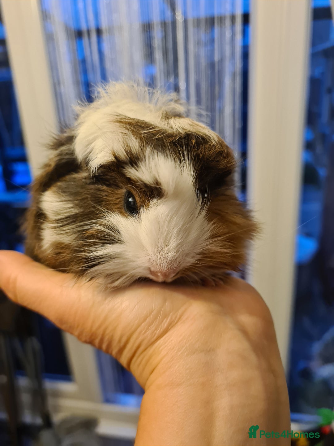 Guinea Pig rodents for sale: Purebred Peruvian baby girl  - Image 6