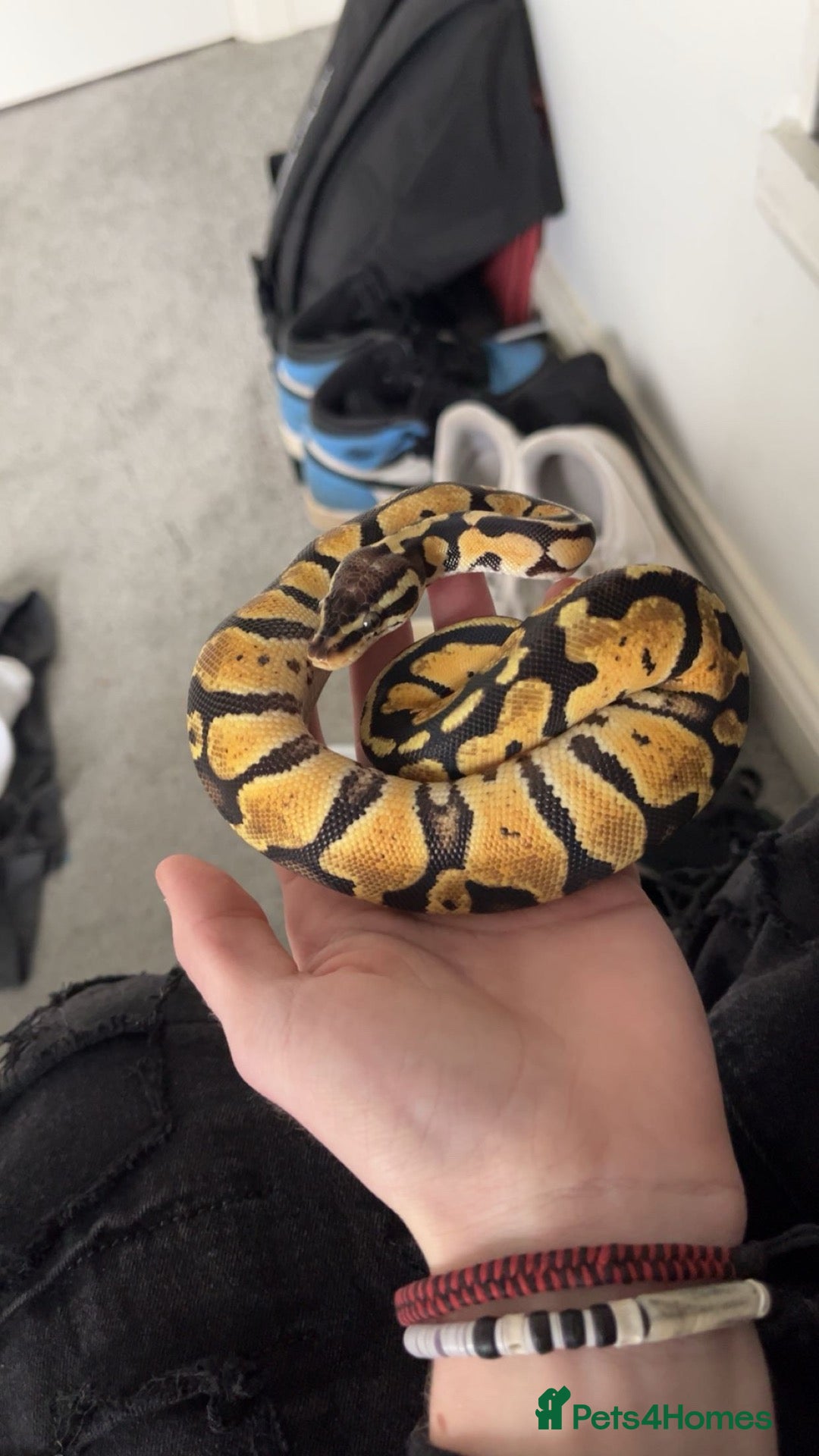 Python Snake reptiles Pastel royal python - Advert 1