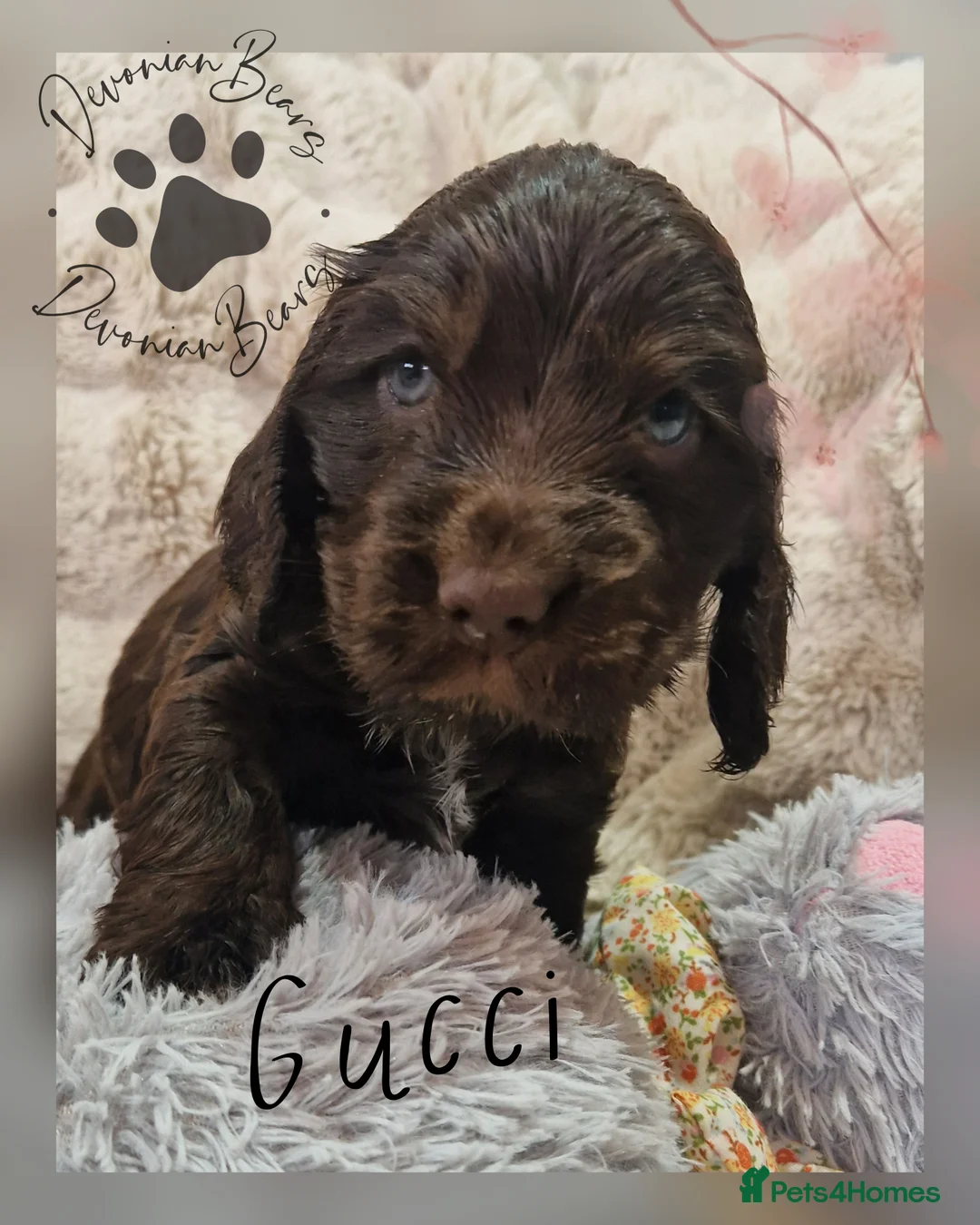 Cocker Spaniel dogs for sale: FULLY Health tested English Cocker Spaniel puppies - Advert 2
