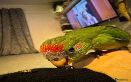 Parakeets birds for sale: Kakariki - Image 4