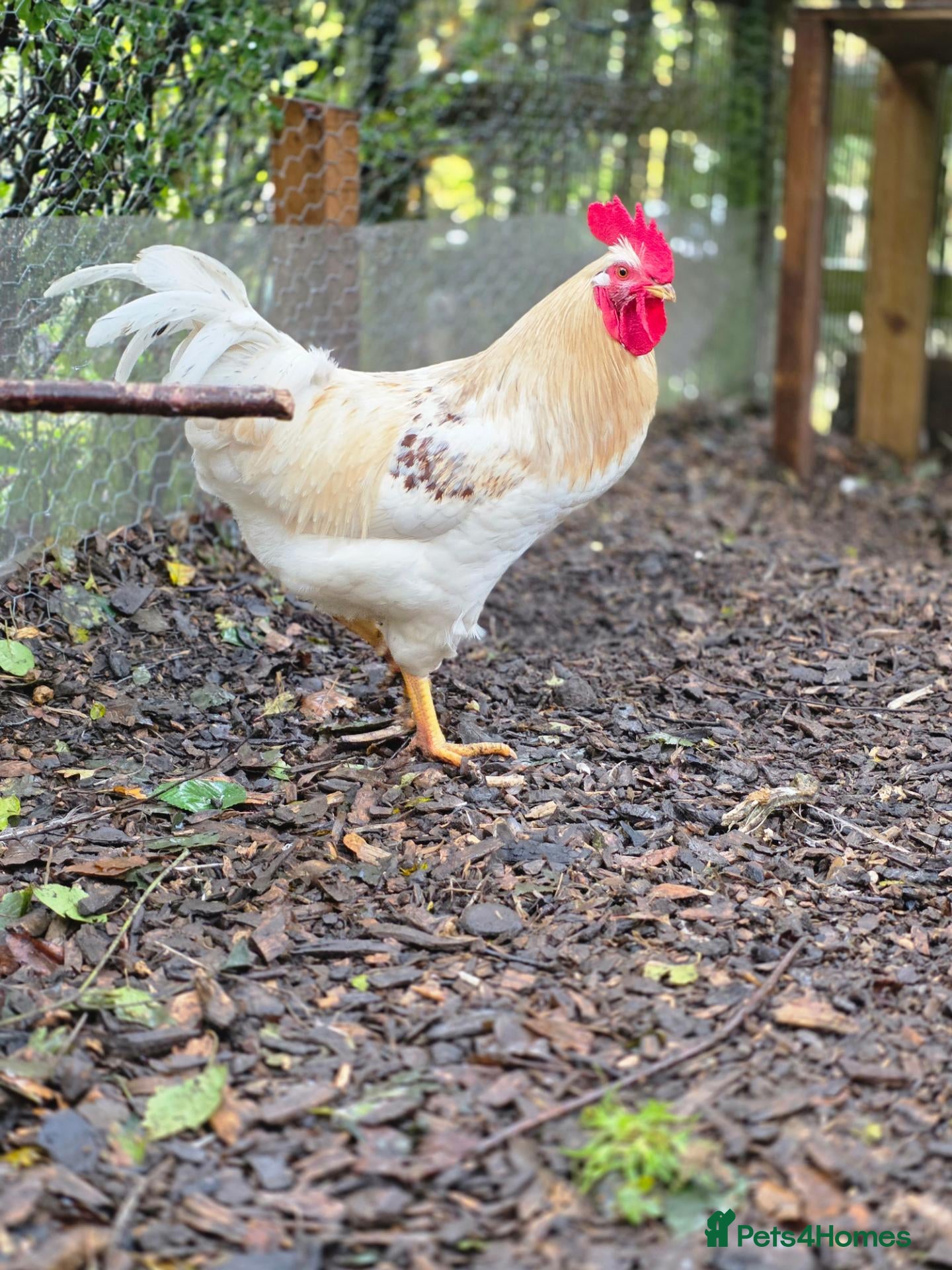 Chickens poultry Four Cockerels looking for good home  - Advert 2