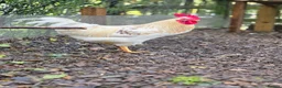 Chickens poultry for sale: Four Cockerels looking for good home  - Advert 2