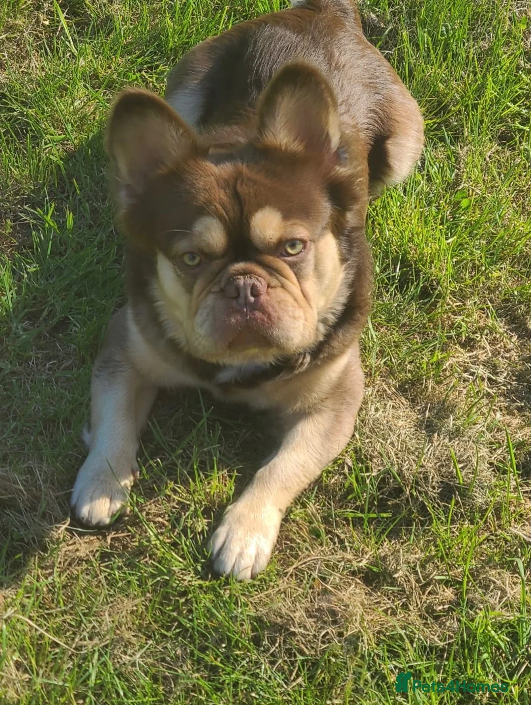 French Bulldog dogs for stud: RFG 0 & FBCE - Koda Bear - Full Fluffy Rojo & Tan - Advert 2
