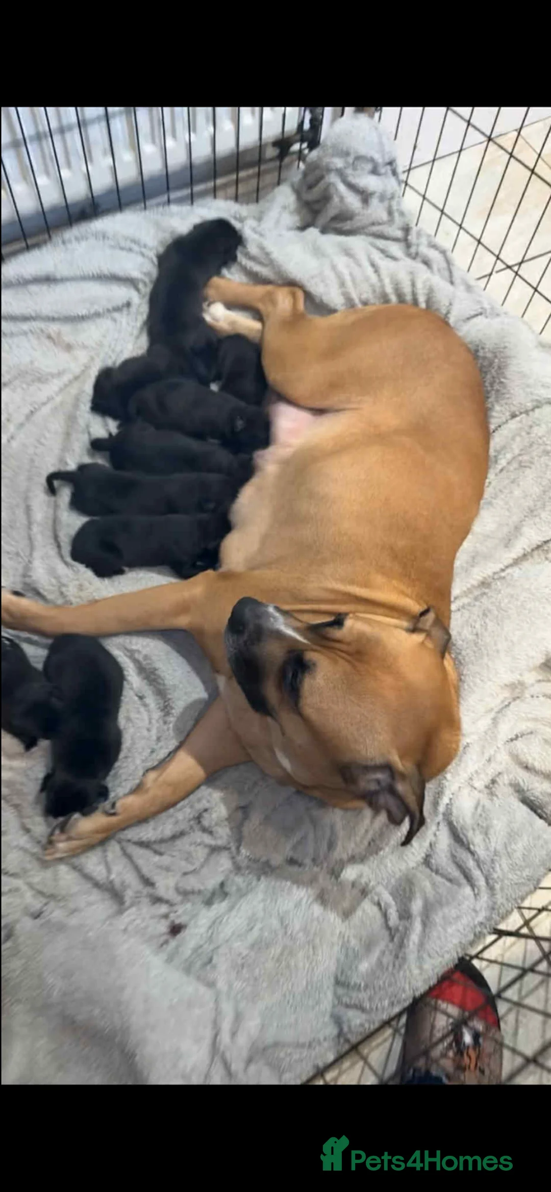 Mixed Breed dogs for sale: Cancorso x puppies  - Advert 7