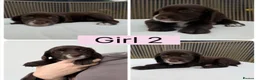 Cocker Spaniel dogs for sale: Cocker Spaniel puppies for sale - Advert 5