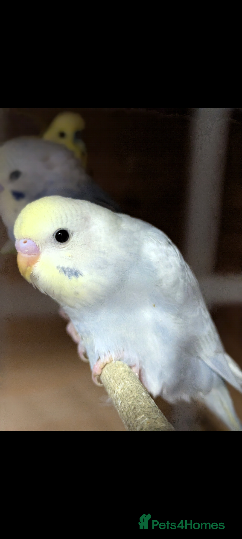 Budgerigars birds Baby Rainbow Budgies - Advert 2