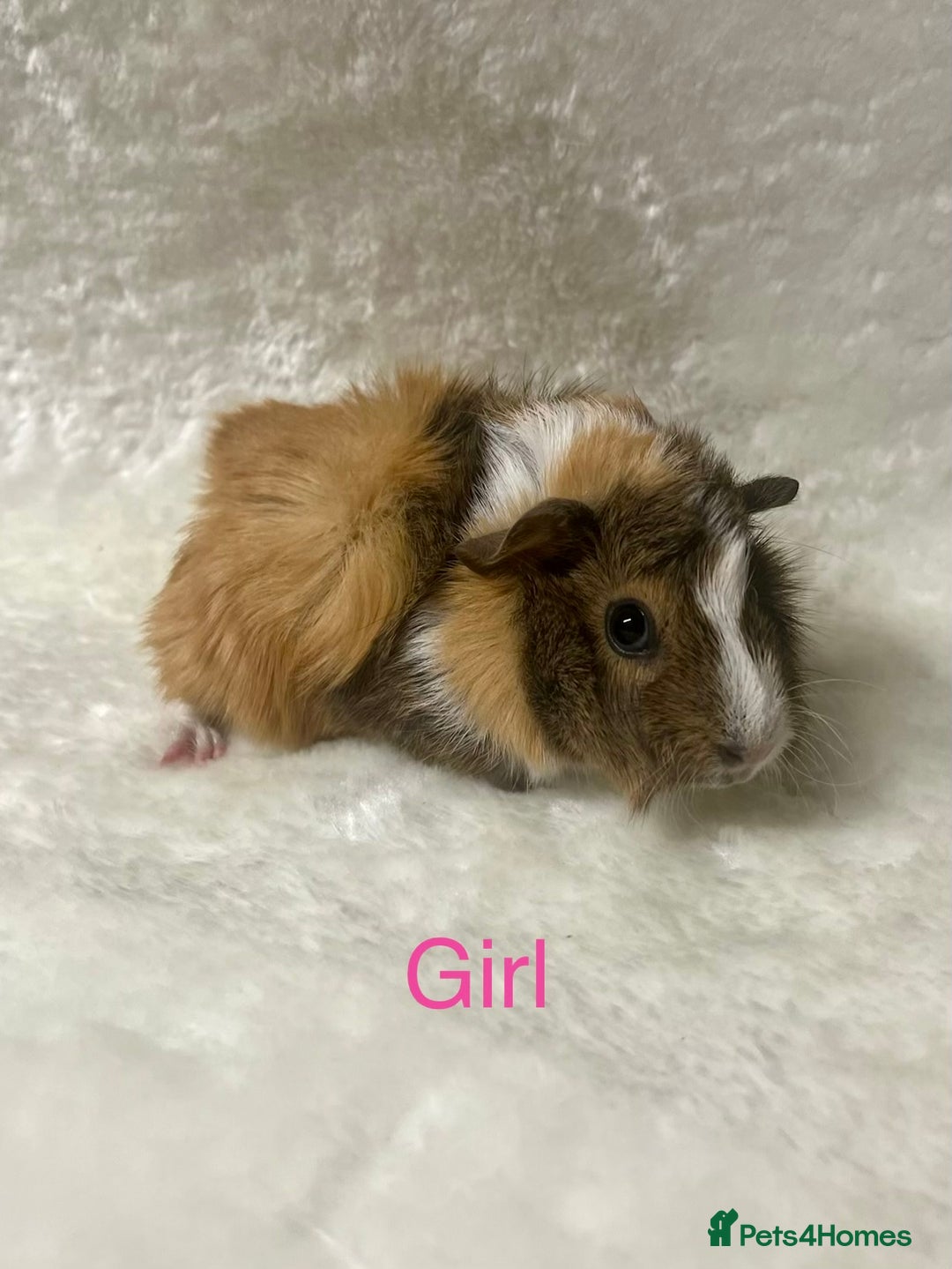 Guinea Pig rodents for sale: Beautiful well handled guinea pig babies - Advert 1