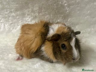 Guinea Pig rodents Beautiful well handled guinea pig babies - Advert 17