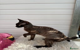 Devon Rex cats for sale: Chocolate Devon Female - Image 19