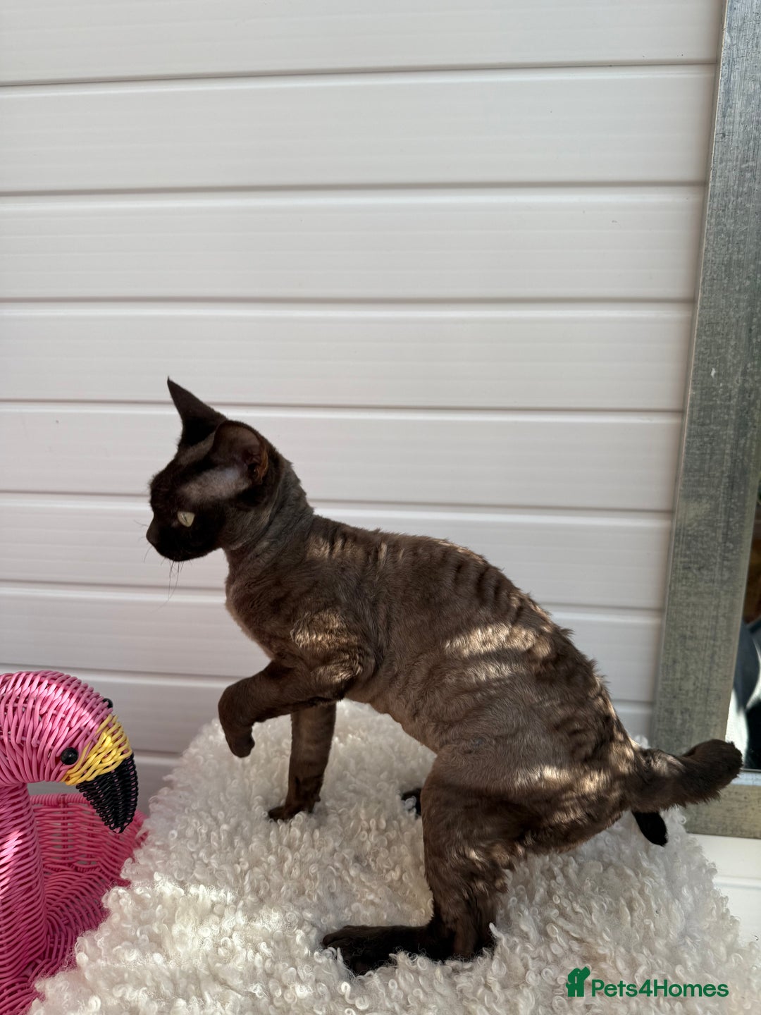 Devon Rex cats for sale: Chocolate Devon Female - Image 19