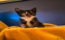 Mixed Breed cats for sale: 4 boys and 2 girls Family-Raised, Well-Socialised  - Image 14