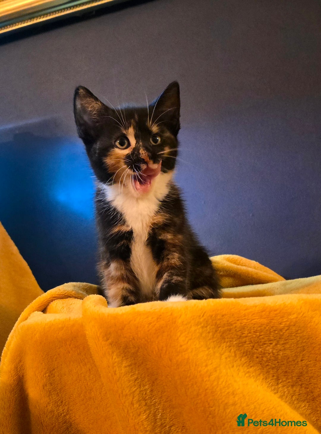 Mixed Breed cats for sale: 4 boys and 2 girls Family-Raised, Well-Socialised  - Image 14