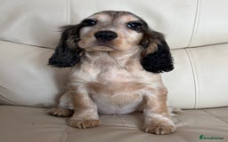 Cocker Spaniel dogs for sale: Beautiful Cocker Spaniel Girl Puppy - Advert 1