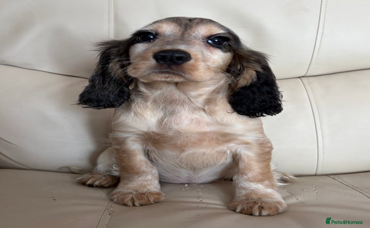 Cocker Spaniel dogs Beautiful Cocker Spaniel Girl Puppy - Advert 1