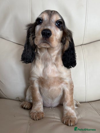 Cocker Spaniel dogs Beautiful Cocker Spaniel Girl Puppy - Advert 1