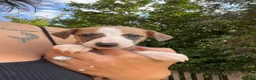 Whippet dogs for sale: Outstanding Male Whippets - Advert 1