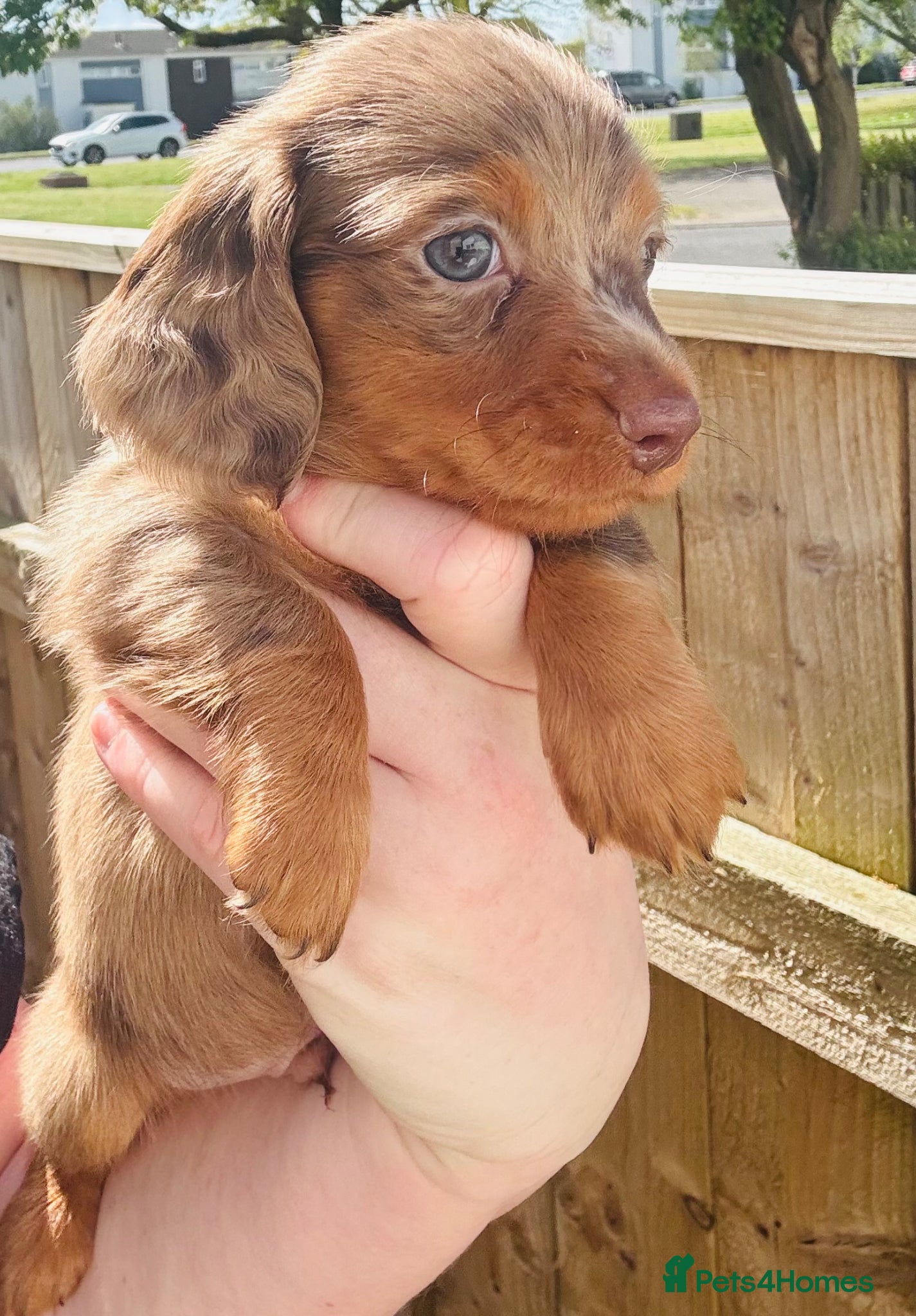 Miniature Dachshund dogs Miniature dachshund - Advert 10