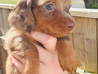 Miniature Dachshund dogs Miniature dachshund - Advert 2