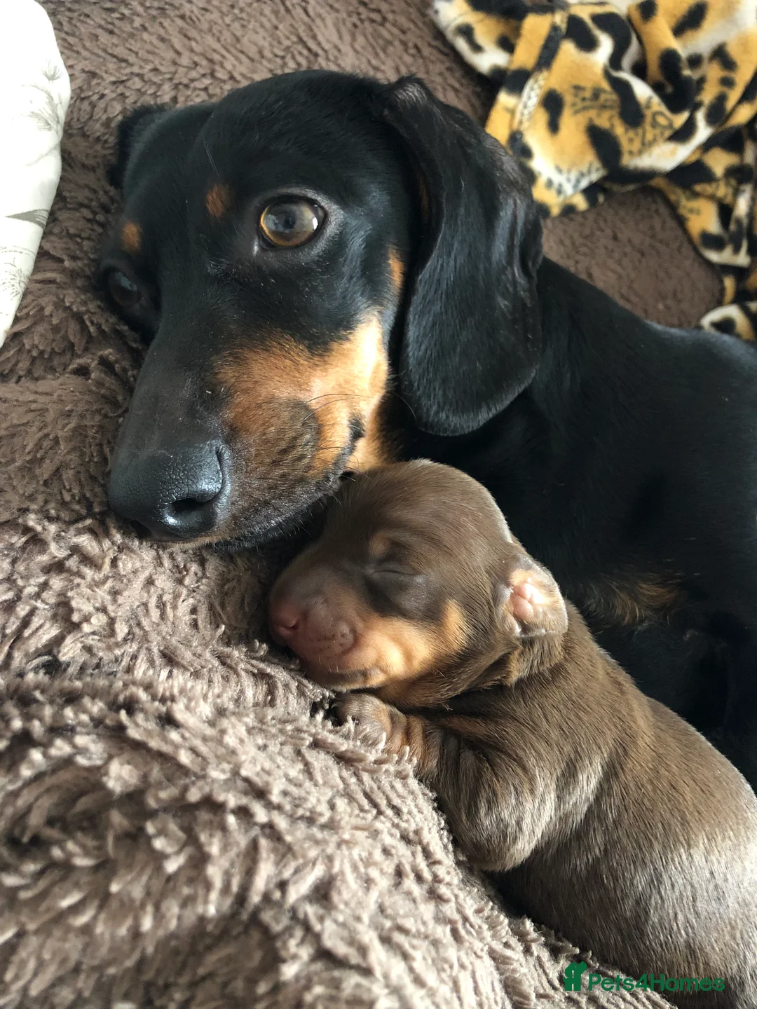 Miniature Dachshund dogs for sale: Beautiful dachshund for sale in Canterbury - Advert 3