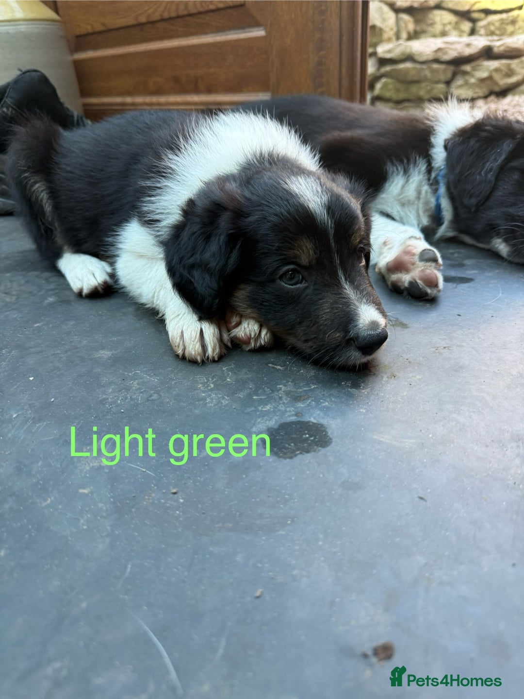 Mixed Breed dogs for sale: Border colllie/bearded collie pups  - Image 19