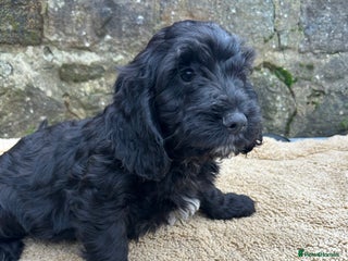 Cockapoo dogs BEAUTIFULL F1 COCKAPOO PUPPYS - Advert 18