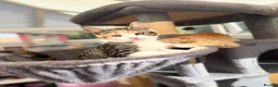 Maine Coon cats for sale: TORTOISESHELL MAINE COON X KITTENS - Advert 25