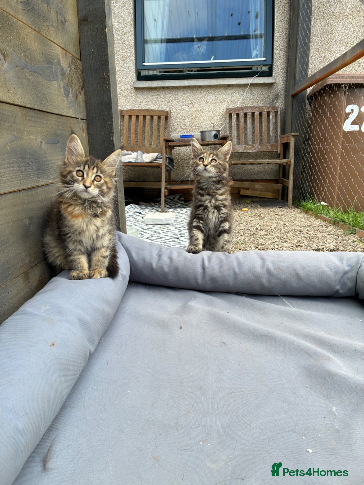 Maine Coon cats Maine coon kittens  - Advert 2