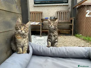 Maine Coon cats Maine coon kittens - Advert 2