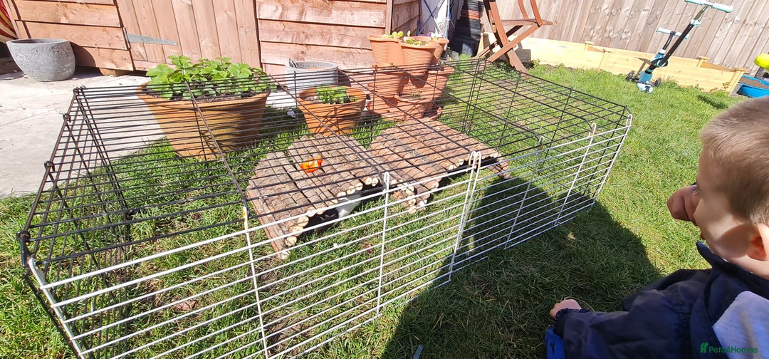 Guinea Pig rodents for sale: Two Guinea pigs with large double hutch and run - Image 5