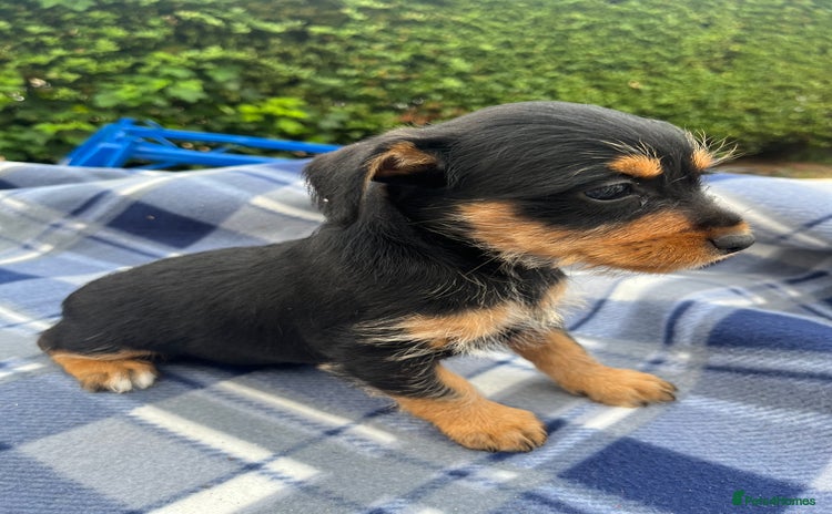 Mixed Breed dogs - Advert 2