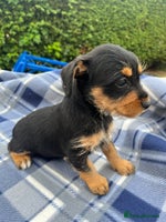 Mixed Breed dogs - Advert 9