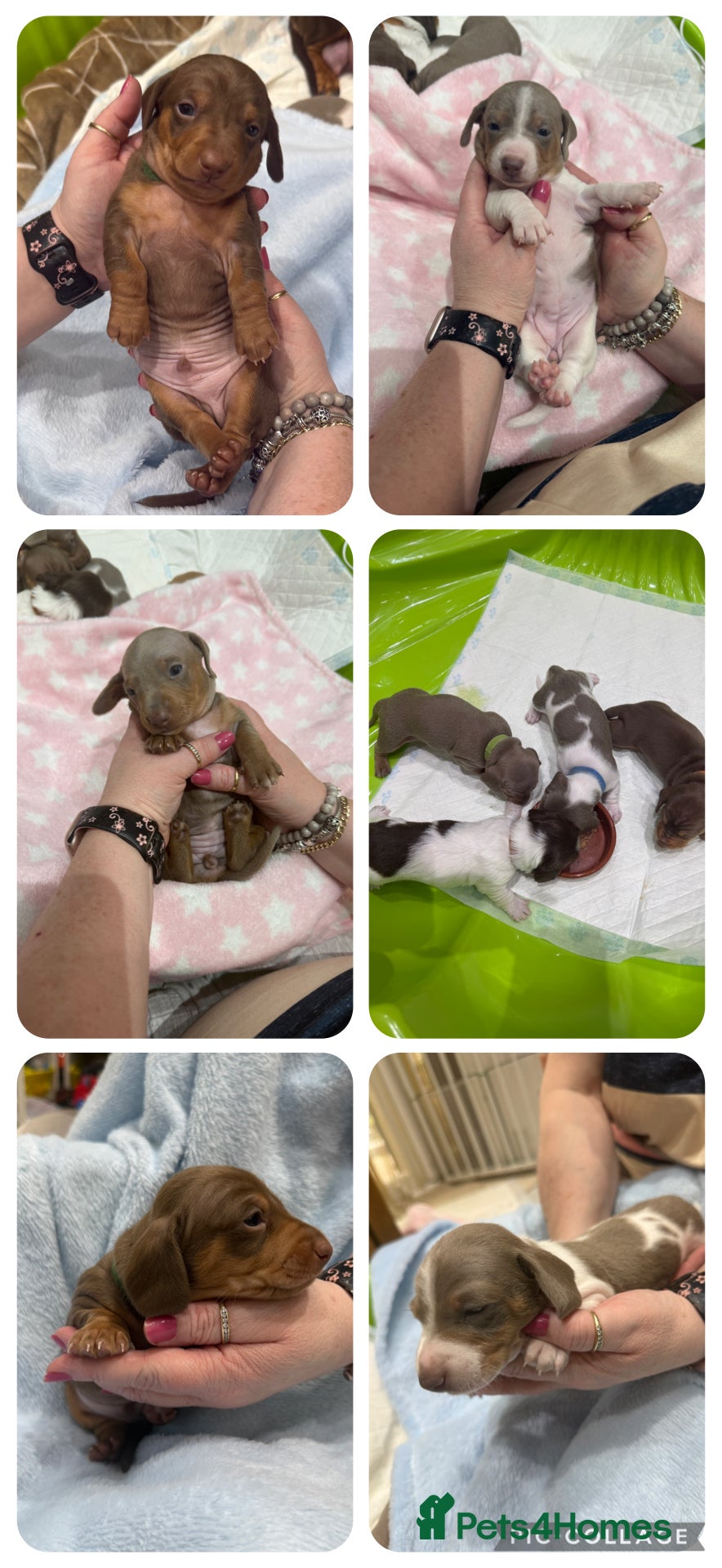 Miniature Dachshund dogs Miniature Dachshund Puppies  - Advert 13