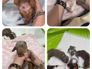 Miniature Dachshund dogs Miniature Dachshund Puppies - Advert 13