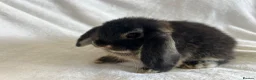 Mini Lop rabbits for sale: Mini Lop Girl Available Now!  - Advert 2