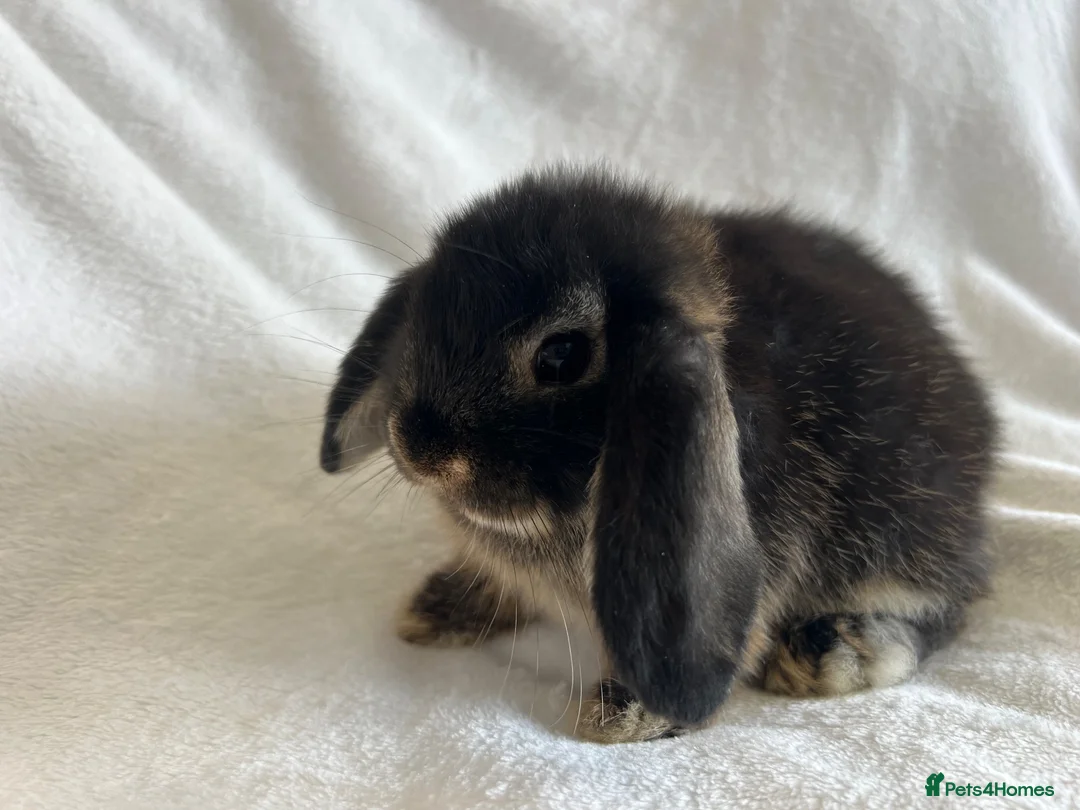 Mini Lop rabbits for sale: Mini Lop Girl Available Now!  - Advert 2