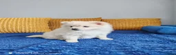 Pomeranian dogs for sale: Two Gorgeous Pomeranian Girls for SALE - Advert 4