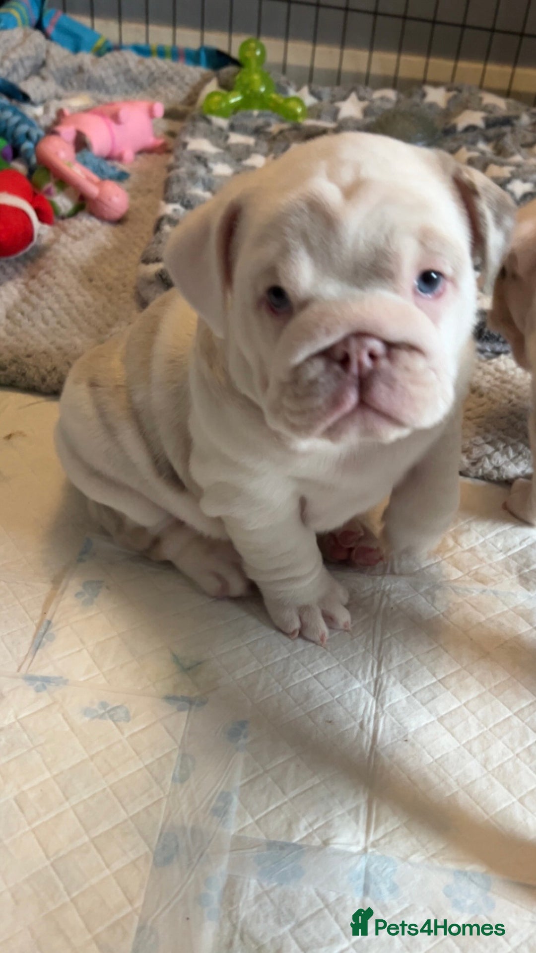 English Bulldog dogs for sale: Last Female English bulldog puppy  - Advert 20