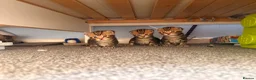 Mixed Breed cats for sale: Beautiful Tabby Kittens - Advert 4