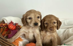 Cocker Spaniel dogs for sale: Cocker spaniel puppies - Image 6