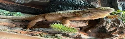 Bearded Dragon reptiles for sale: Bearded Dragon + Full Set Up  in London - Advert 1