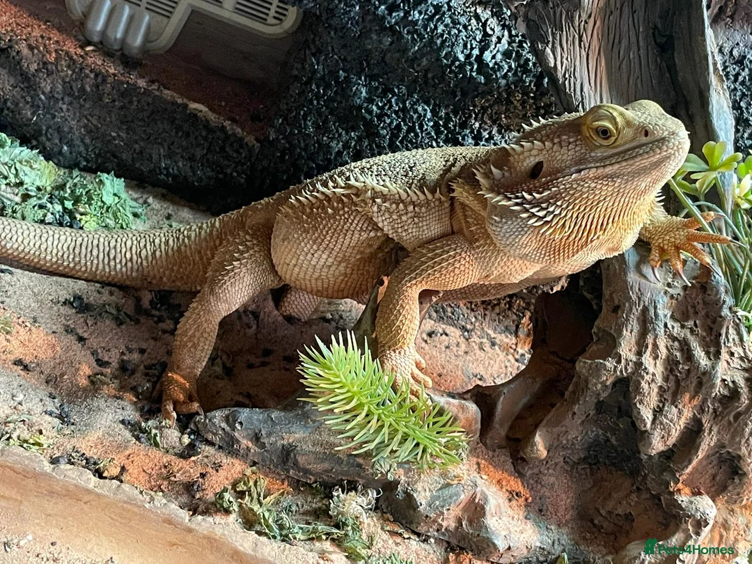 Bearded Dragon reptiles for sale: Bearded Dragon + Full Set Up  in London - Advert 1