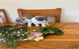British Shorthair cats for sale: CHAMPION LINES TICA REGISTERED ACTIVE BI BSH GIRLS - Image 7