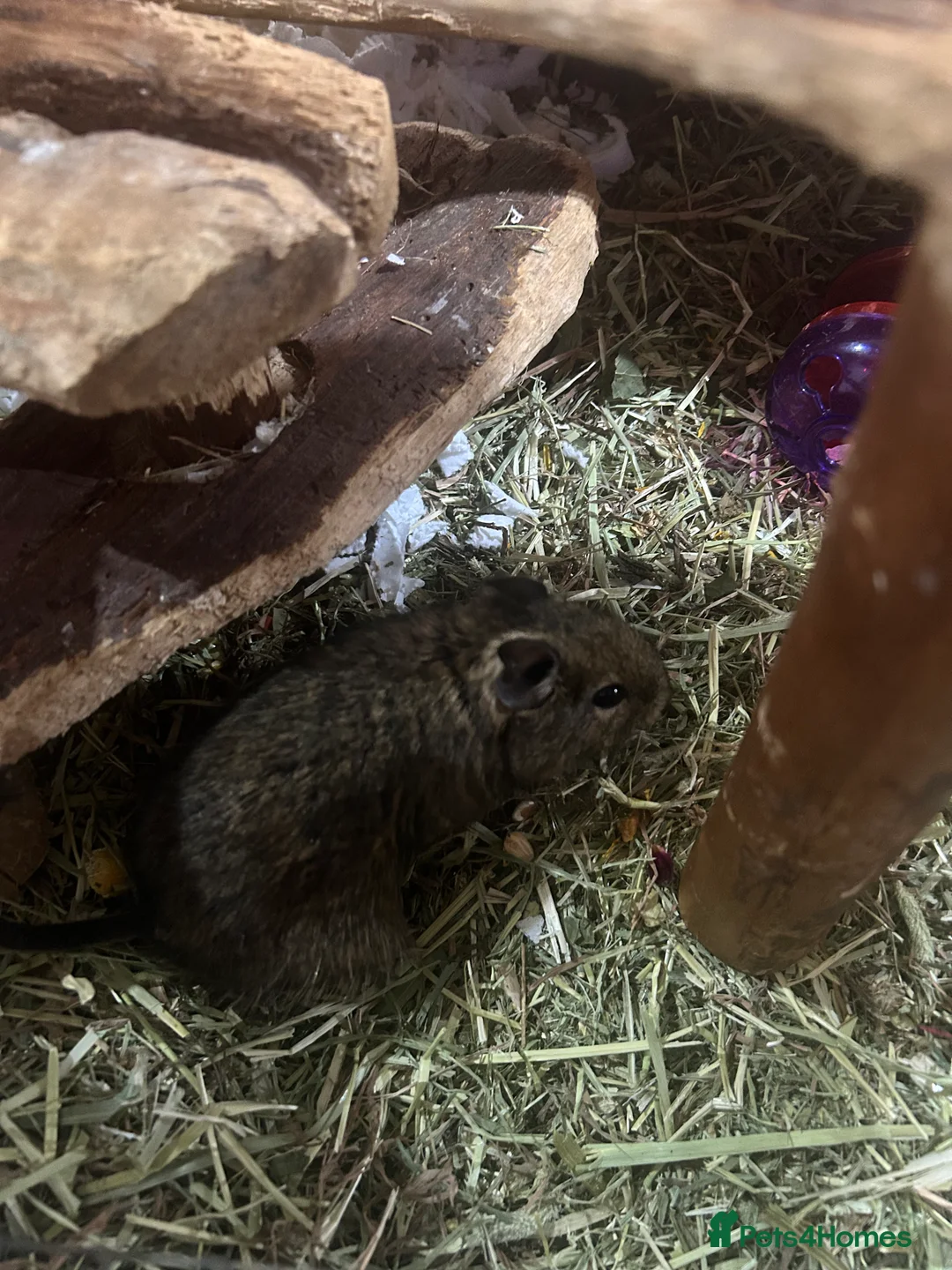 Degus rodents for sale: Pair of male bonded degus - Advert 3