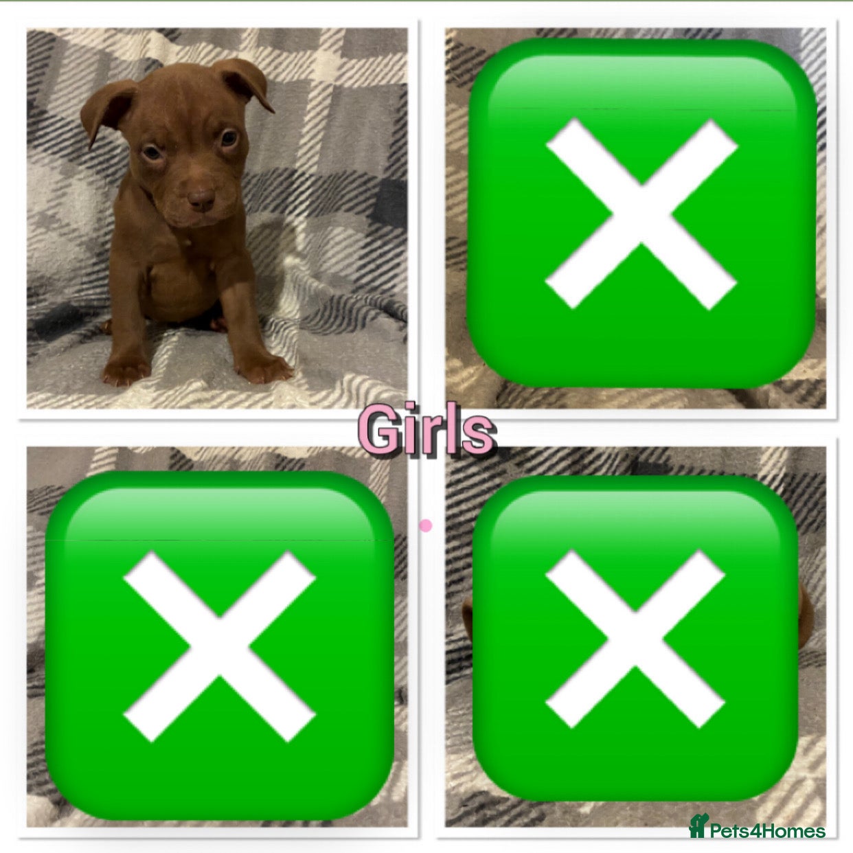 Mixed Breed dogs American pocket bully pups - Advert 5