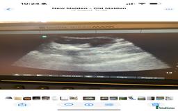 Toy Poodle dogs for stud: Apricot toy poodle, kc reg  - Image 5