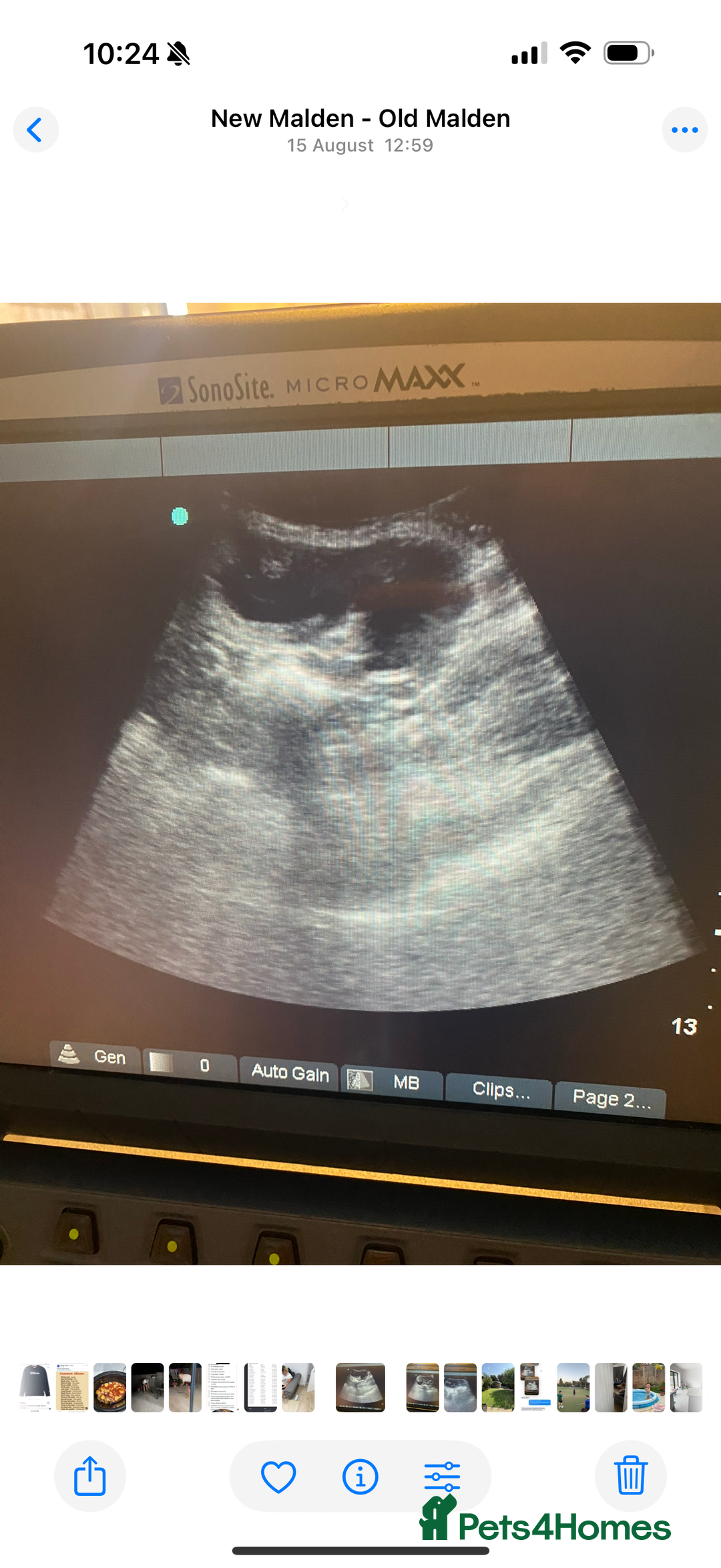 Toy Poodle dogs for stud: Apricot toy poodle, kc reg  - Image 5