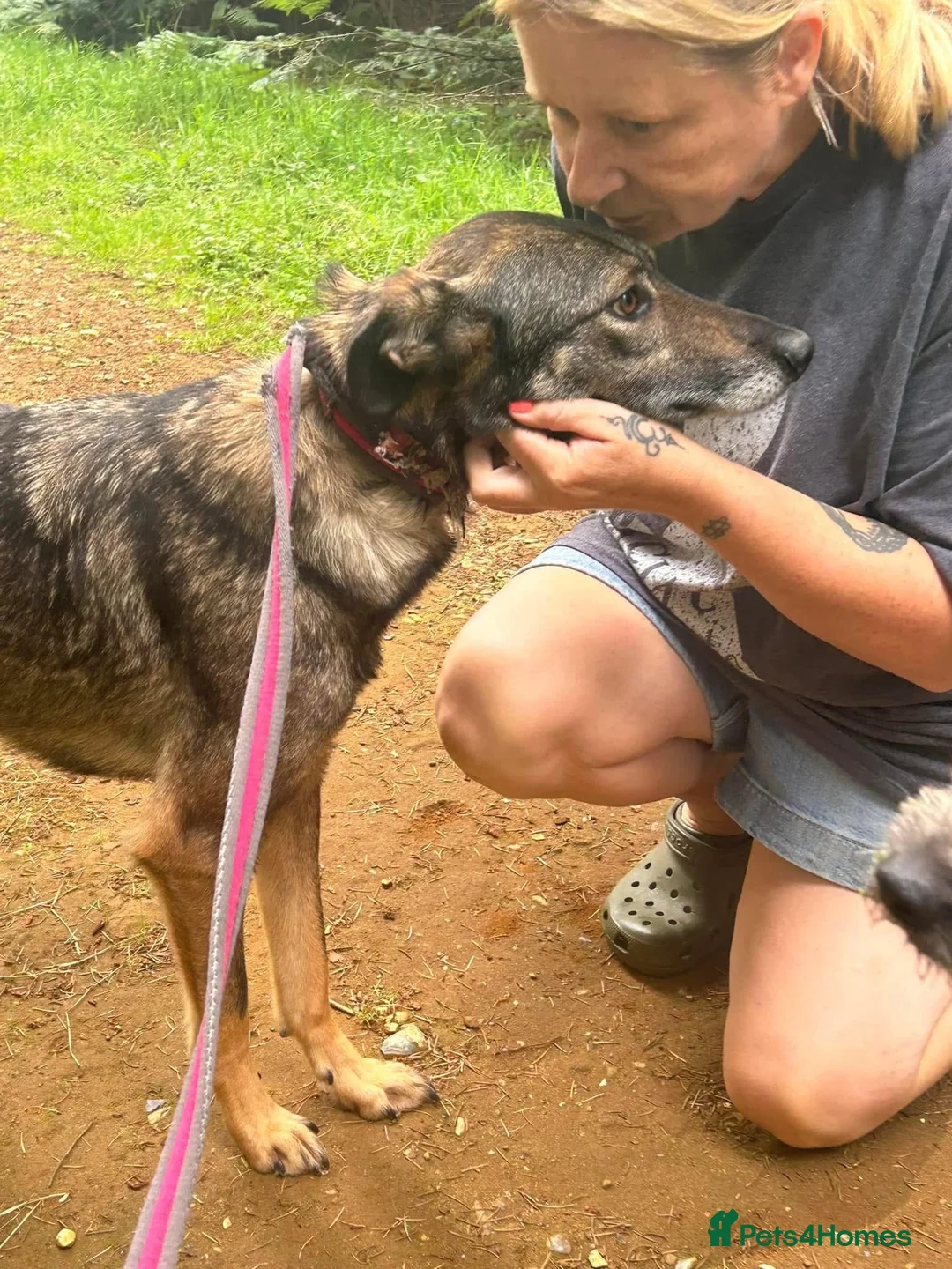 Mixed Breed dogs for adoption: Elsie - Norwich Norfolk  in Norwich - Advert 6