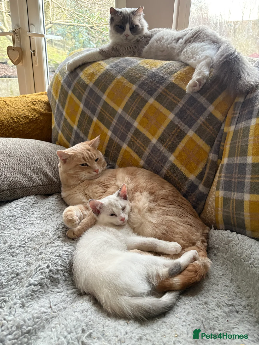 Mixed Breed cats for sale: Gorgeous Half Ragdoll Kitten  - Advert 8