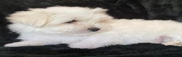 Maltese dogs for sale: Maltese puppies for sale  - Advert 1