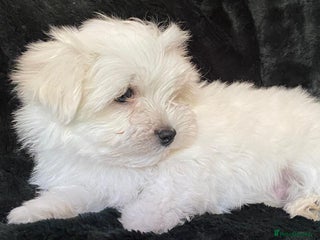 Maltese dogs Maltese puppies for sale - Advert 10